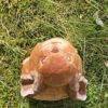 Hase Langohr – Bild 3