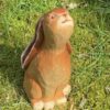 Hase Langohr